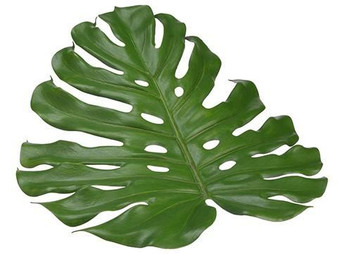 18" Monstera Placemat Green 6 Pieces AA0235-GR