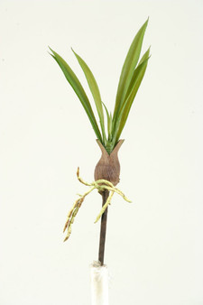 11" Orchid Leaf X 7 (GR1755)