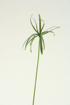 38" Papyrus Grass (GR1754)