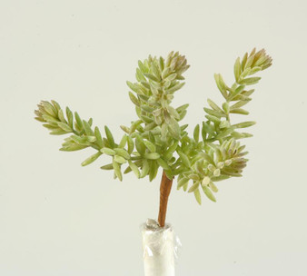 7.5" Flocked Mini Succulent (GR1697)