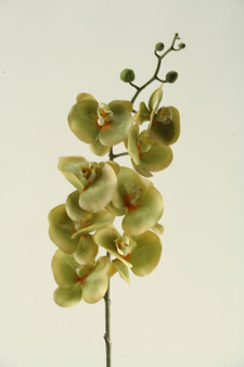 37.5" Green Phael Orchid Stem (FL2283)
