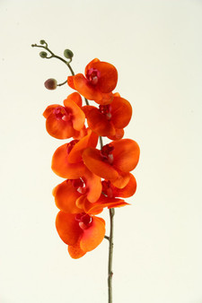 37.5" Orange Phael Orchid Stem (FL2281)