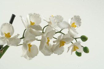 White Vanda Orchid Stem (FL2156)