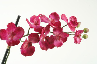 Purple Vanda Orchid Stem (FL2155)