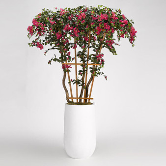 8' Bouganvillea Tree With Trellis In Tall Round Clay Planter (318701)