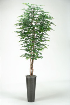 8' Ming Aralia Tree In Tall Round Metal Planter (313403)
