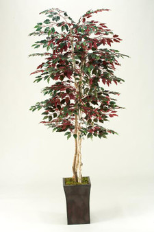 Red Ficus Tree In Tall Square Metal Planter (39226)