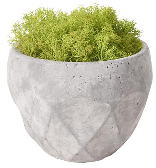 Preserved Deer Moss In Small Cement Planter (197027)