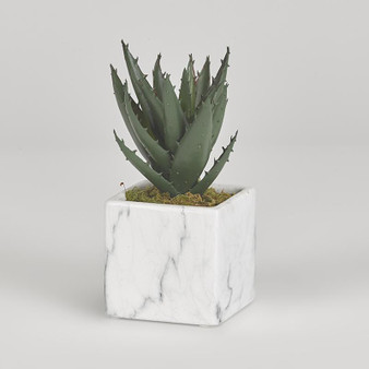 Mini Aloe Plant In White Marble Ceramic Cube (191055)