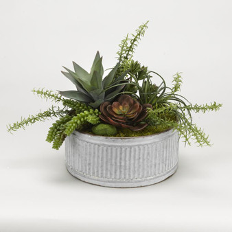 Echeveria, Aloe And Assorted Succulents In Round Tin Planter (174047)