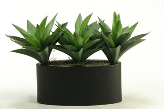 Green Aloe Plants In Oval Metal Planter (169059)