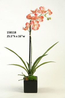 Cream/Red Vanda Orchid In Black Ceramic Cube (158118)