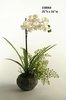 Cream Vanda Orchids In Concrete Bowl (158064)