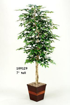 7' Green Ficus Tree In Square Wooden Planter (109129)