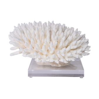 Finger Coral 12-15 Inch On Acrylic Base (8081-L)