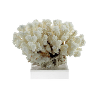 Cluster Coral 10-12 Inch On Acrylic Base (8078-M)