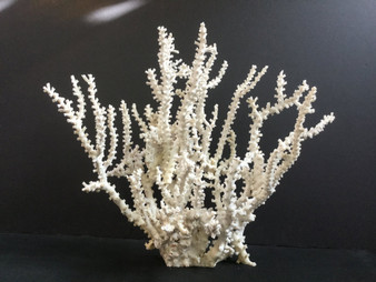 Octopus Coral Creation On Acrylic Base Large (2528-CRT)