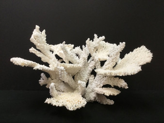 Table Reef Coral Creation On Acrylic Base (2522-CRT)