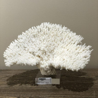 Table Coral Special 12-15 On Acrylic Base (8085-L)