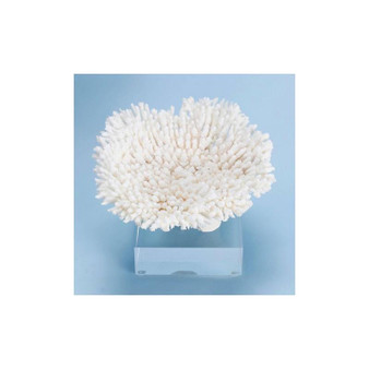Table Coral 12 - 15 On Acrylic Base (8084-L)