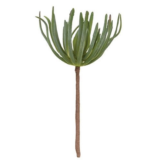 Palm Succulent