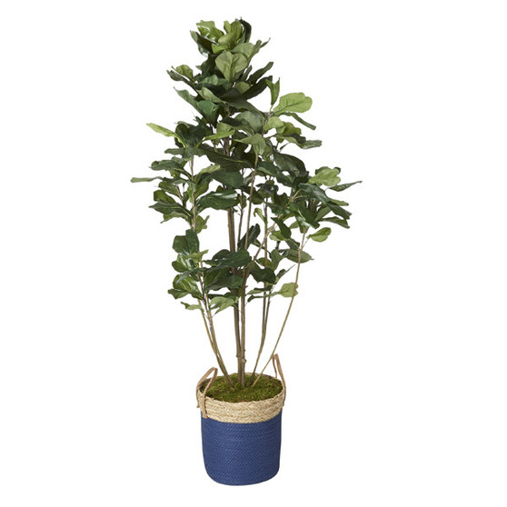 6' Fiddle Leaf Fig Tree In Round Blue/Tan Basket (320423)
