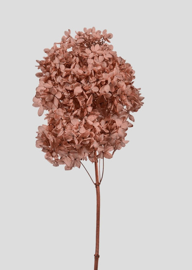 Rose Clay Preserved Cone Hydrangea Flower - 19.5-23.5" ALI-W-HYD-TC