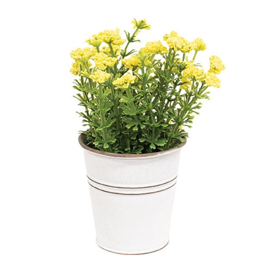 Yellow Astilbe Flowers In White Metal Garden Bucket G70168