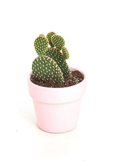 Live Cactus With Terracotta Planter In Pink - Ships Alone