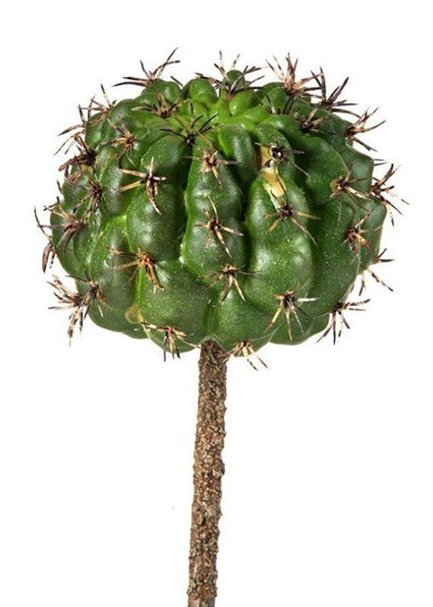 Fake Succulents Barrel Cactus Pick - 7" Tall (Bundle Of 3)