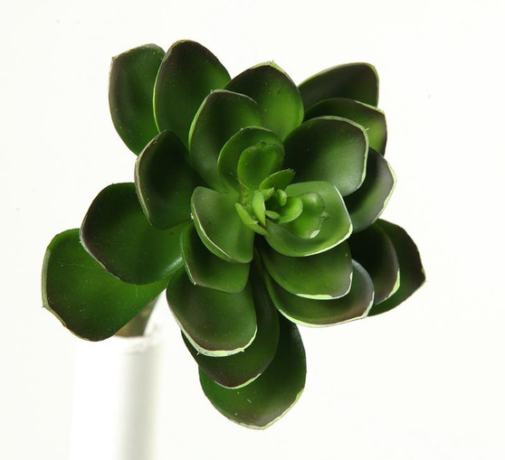 6" Small Green Echeveria (GR1609)