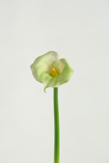 28" Large White Calla Lily Stem (FL2128)