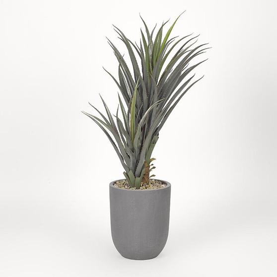 Succulent Plant In Round Grey Planter (319100)