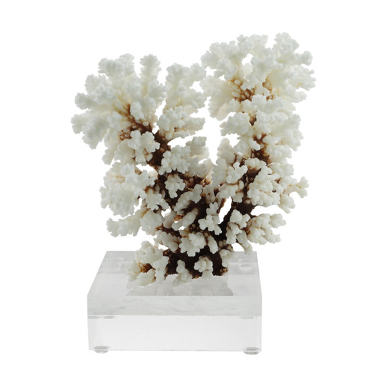 Cluster Coral 7-10 Inch On Acrylic Base (8078-S)