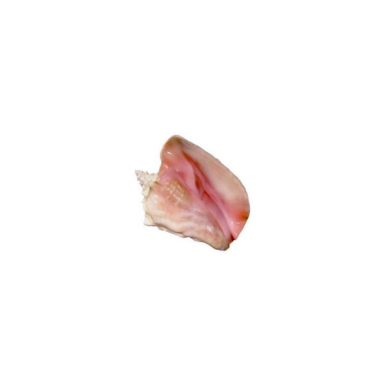 Pink Conch Shell 8-10 In (8099M)