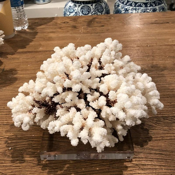 Brownstem Coral 12-15 On Acrylic Base (8092-L)