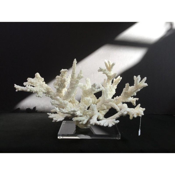 Branch Coral 20 On Acrylic Base (8075-XL1)