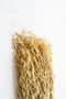 (Set Of 24) 7 Oz. Bundle Of Natural Sea Oats