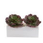 11" Echeveria Succulent Artificial Plant In White Planter (P1292)