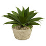 1.5' Agave Succulent Artificial Plant In White Planter (P1330)