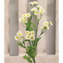 Chamomile Flower Spray White F18125