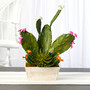 24" Mixed Cactus Succulent Artificial Plant In White Wash Planter (P1350)