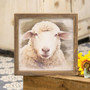 Serious Sheep Framed Print Wood Frame G35999