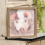Pig Portrait Framed Print Wood Frame G36004