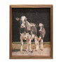 Two Holstein Cows Framed Print 8X10 GKH40