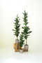 Set Of Three Artificial Pine Trees In Cement Pots (CYF1440)