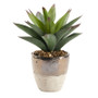 Large Aloe Plant In Cream/Gols Ceramic Planter (212029)