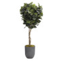 7' Fiddle Leaf Fig Tree In Round Grey Cement Planter (318418)