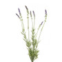 18" Lavender X 7 (FL2361)