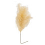 Weeping Pampas Grass Branch Cream F18225